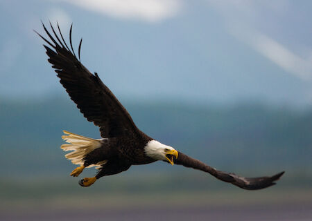 eagle in flight