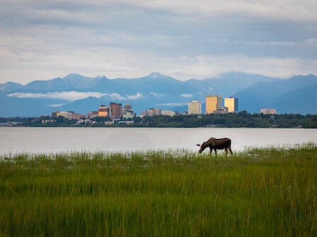 A moose grazing on grass with downtown Anchorage in the background