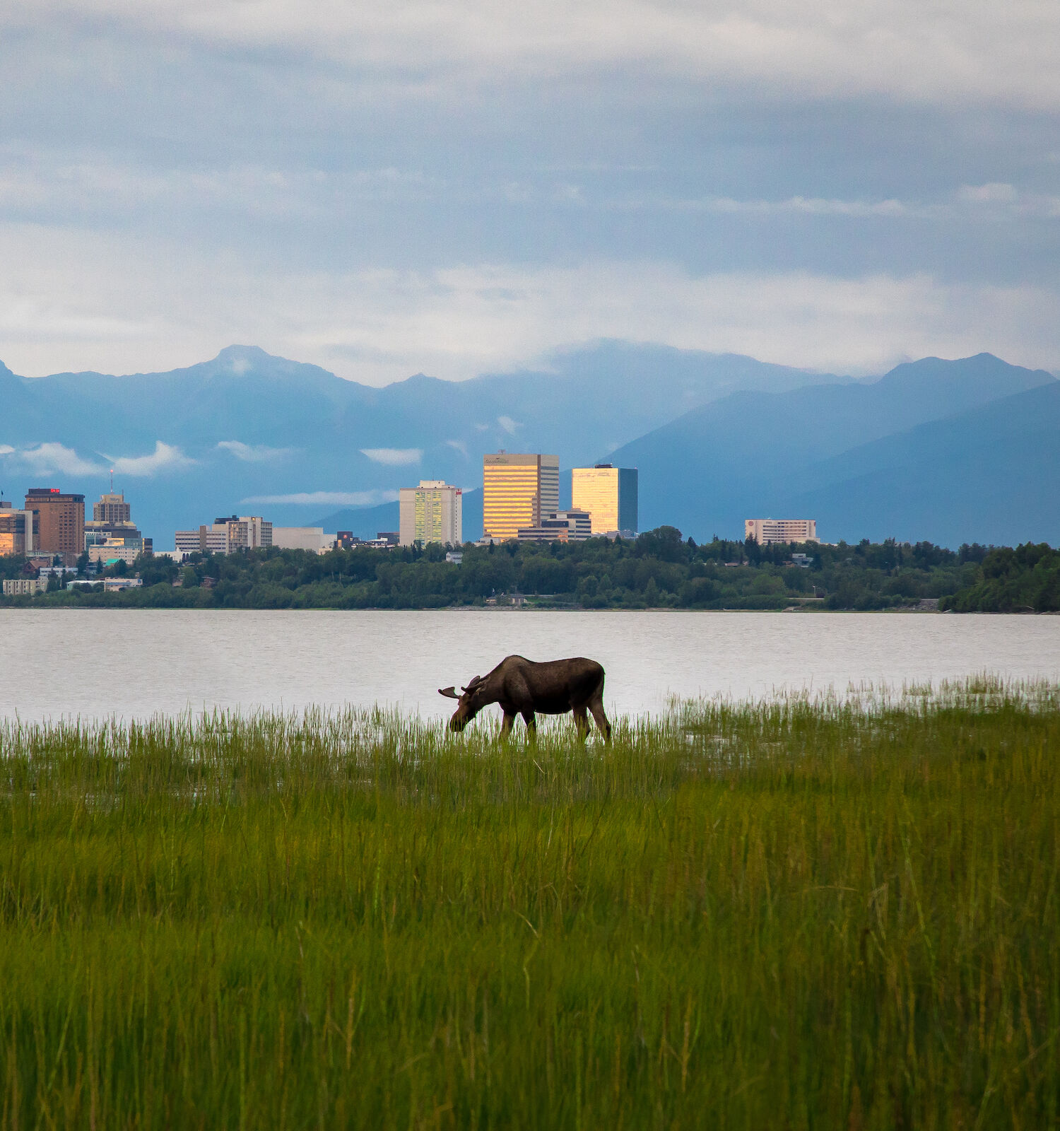 A moose grazes in a grassy meadow near a body of water, with a city skyline and a mountain range in the background.