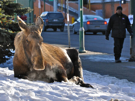 A moose is sitting on a snowy sidewalk near a street with cars and a pedestrian walking nearby in an urban setting.