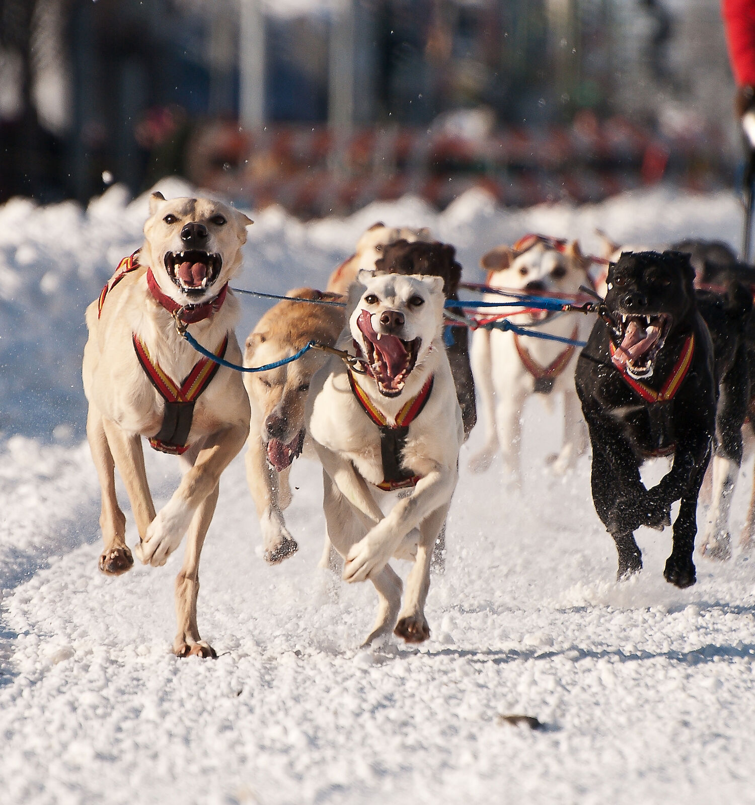 A team of sled dogs running energetically through the snow, guided by a musher in the background, on a winter day.